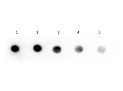 Dot Blot: Human IgG Fc Isotype Control [Biotin] [NBP1-97275] - Dot Blot of Human IgG Fc isotype control [Biotin]. Human IgG Fc Biotin Conjugate (1) 100ng, (2) 33.33ng, (3) 11.11ng, (4) 3.70ng, (5) 1.23ng. Primary Antibody: none. Secondary Antibody: Streptavidin HRP at 1:40,000 for 30 mins at RT. Blocking buffer RT for 30 mins. Exposure: 1 sec.